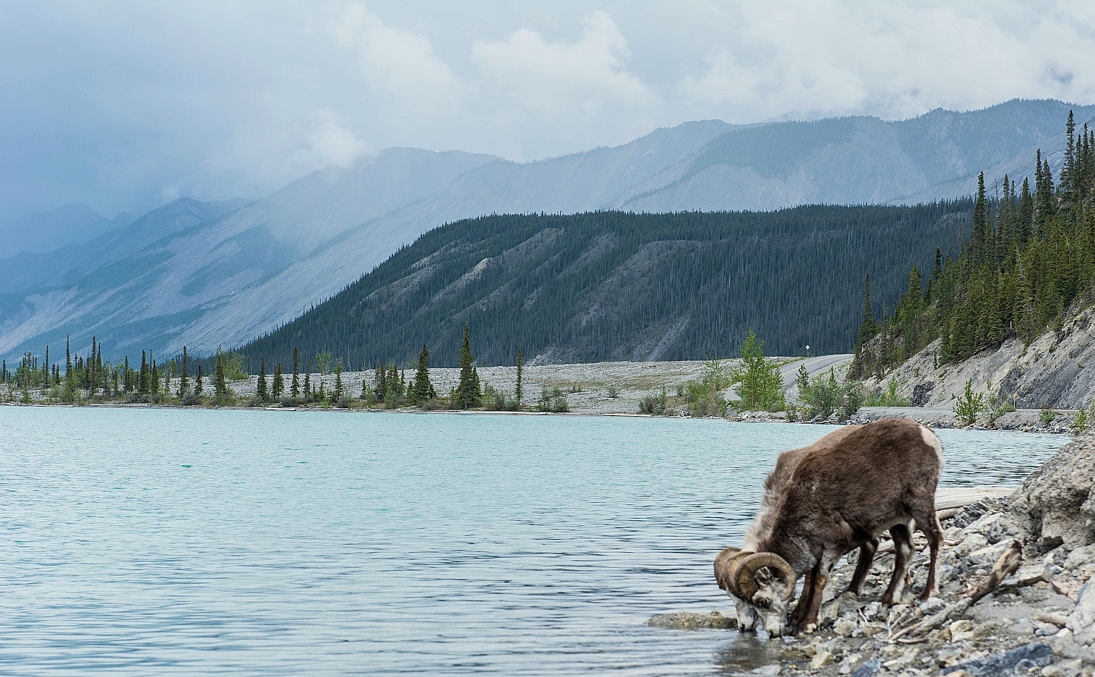 Stone sheep drinking from Muncho Lake along the Alaska Highway.