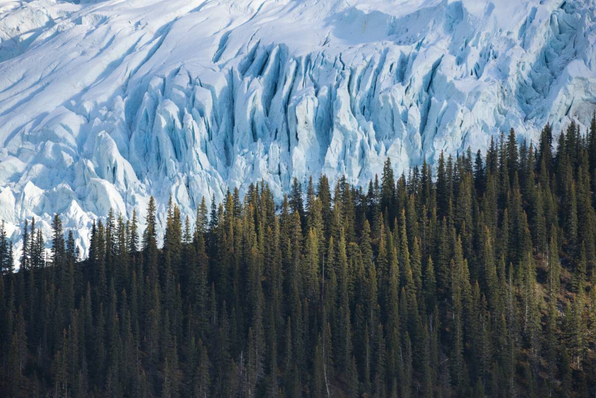 Thick green forest is contrasted against a blue-white glacier.