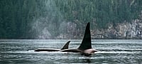 Orcas breaching the ocean surface against a forested coastline.