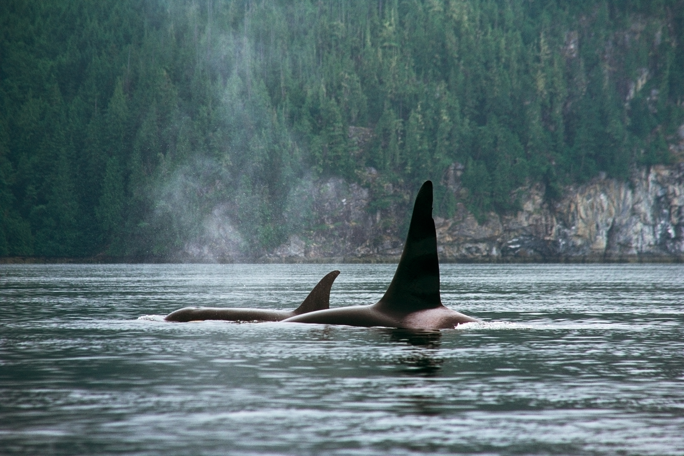 Orcas breaching the ocean surface against a forested coastline.