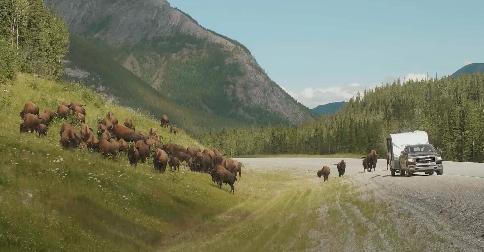 Bison on the side of a mountain in BC, Canada