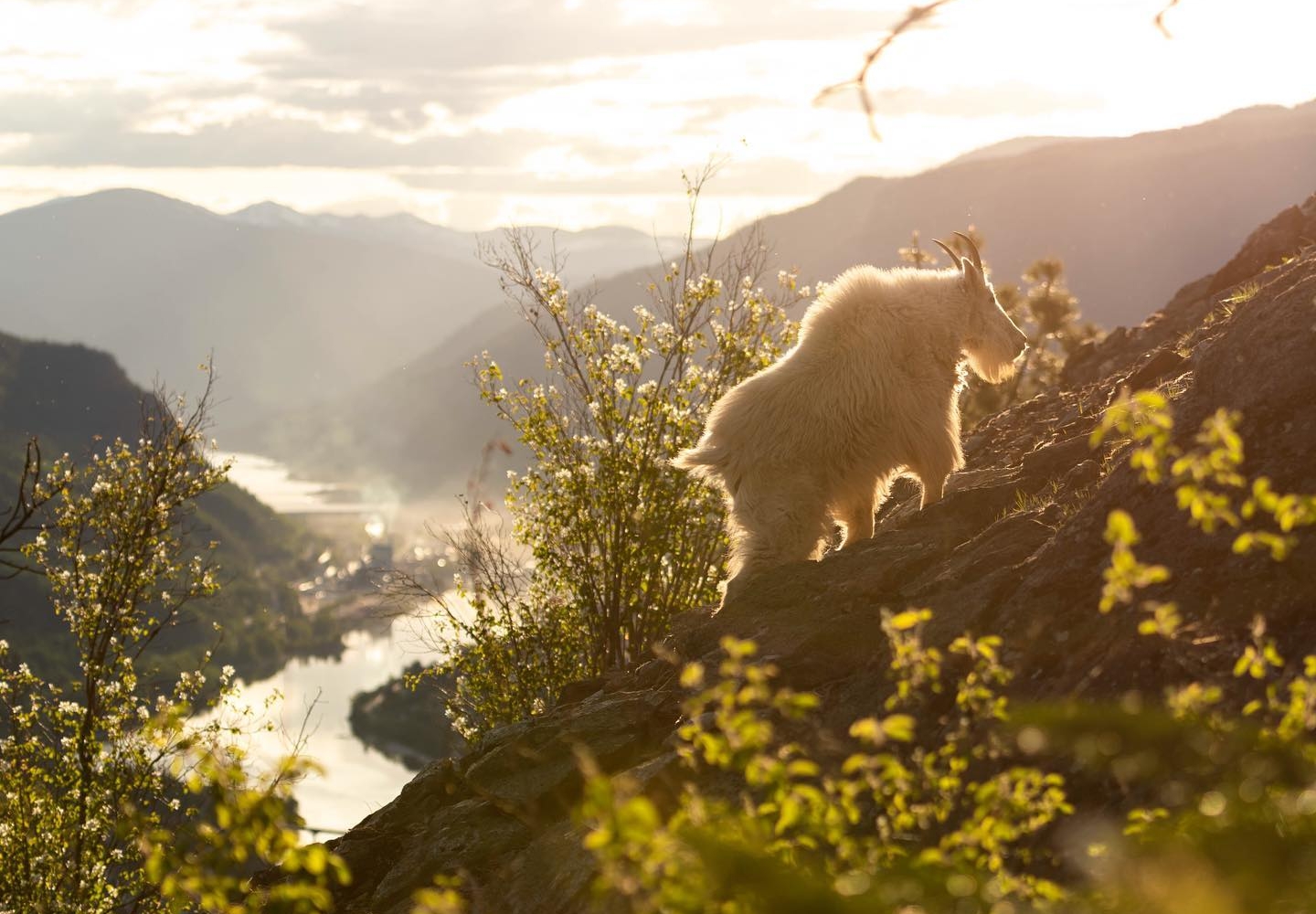 A mountain goat forages on a mountain overlooking spectacular mountains and lush foliage.
